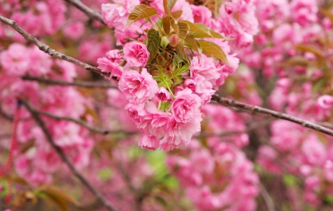 怀孕初期会有不孕吐的吗