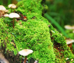 怀孕初期之间有透明色液体