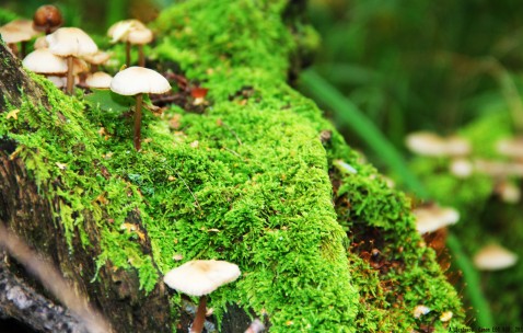 怀孕初期排卵试纸秒红强阳