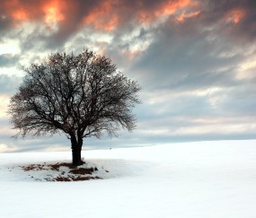 怀孕初期出不能吃黑豆