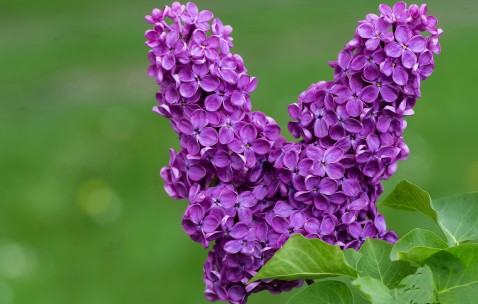 怀孕初期乳房疼几天