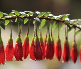 有怀孕初期屎特别多