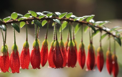有怀孕初期屎特别多