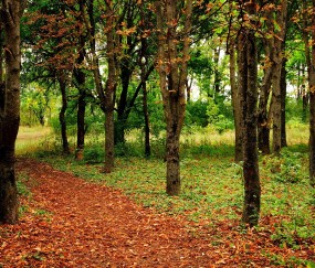 为什么怀孕初期胃老干呕