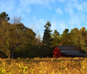 怀孕初期为什么一直发烧
