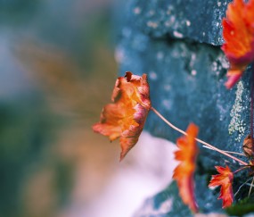 小孩一直发烧身体痛