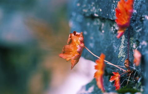 怀孕初期可以喝黑糖桂圆姜茶吗