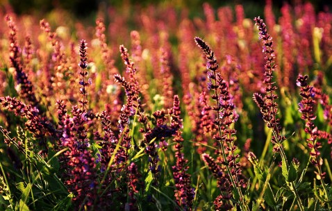怀孕初期能吃鸡精的坏处
