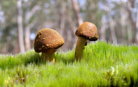 怀孕初期特能吃是女孩吗